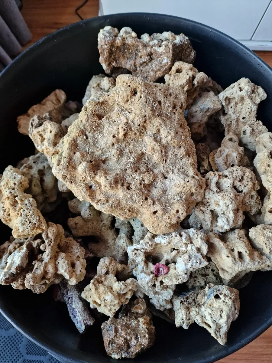 Marine Fish and Live Rock - Image 3