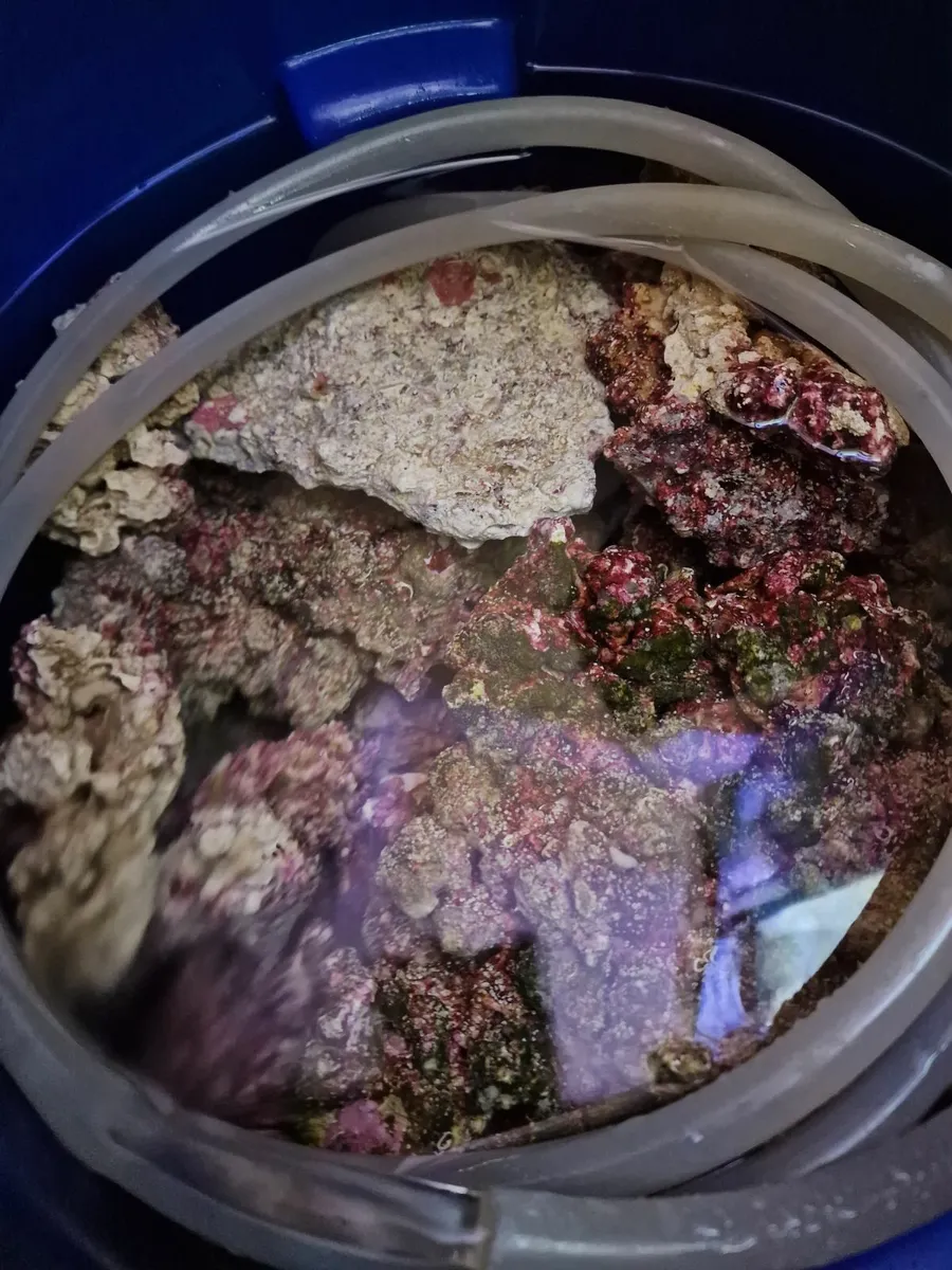 Marine Fish and Live Rock - Image 4
