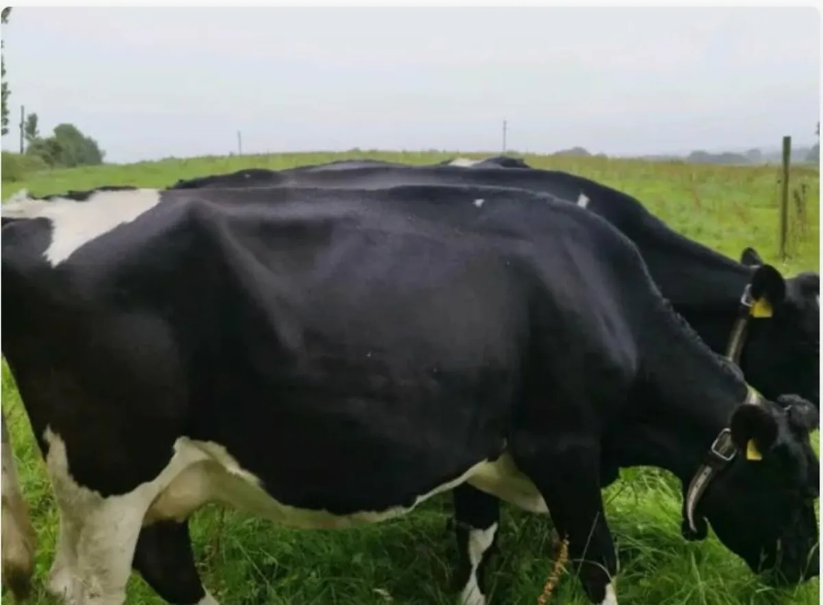 In-Calf Crossbred heifers - Image 2