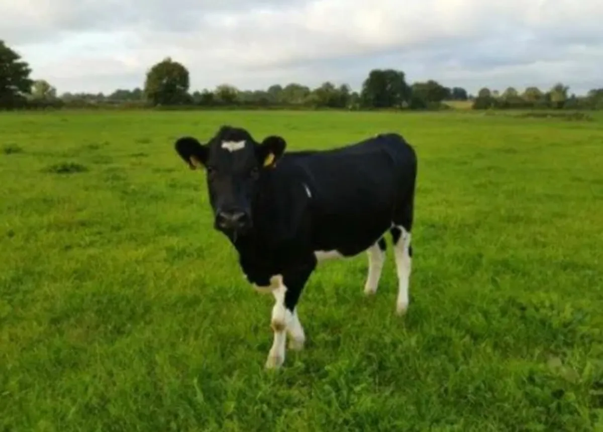 In-Calf Crossbred heifers - Image 1
