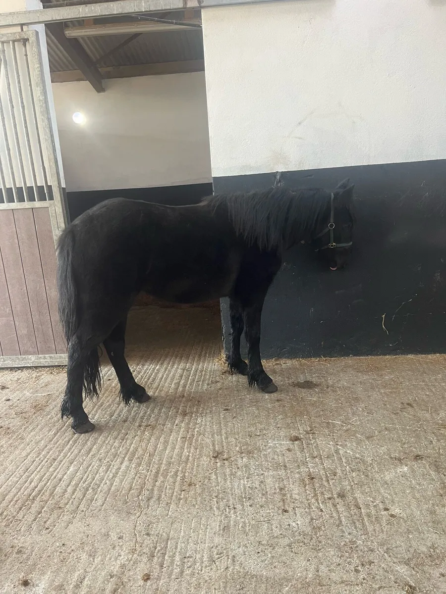 Black beauty - Image 1