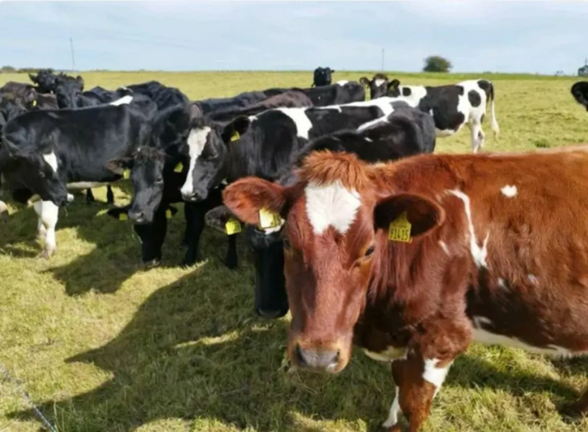 In-Calf Crossbred heifers - Image 3