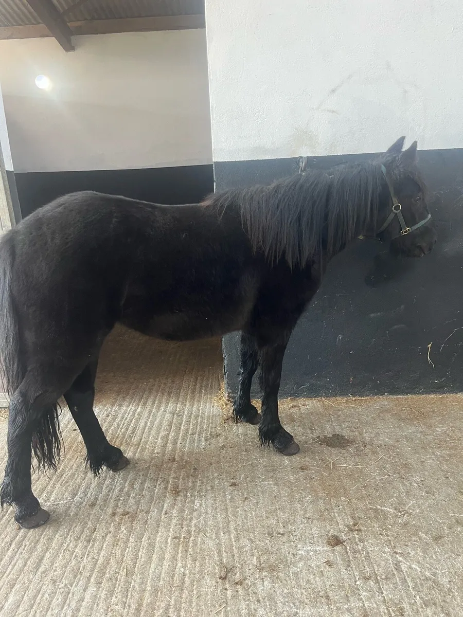 Black beauty - Image 2