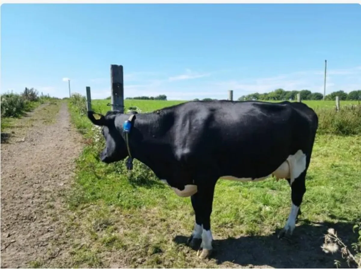 In-Calf Crossbred heifers - Image 4