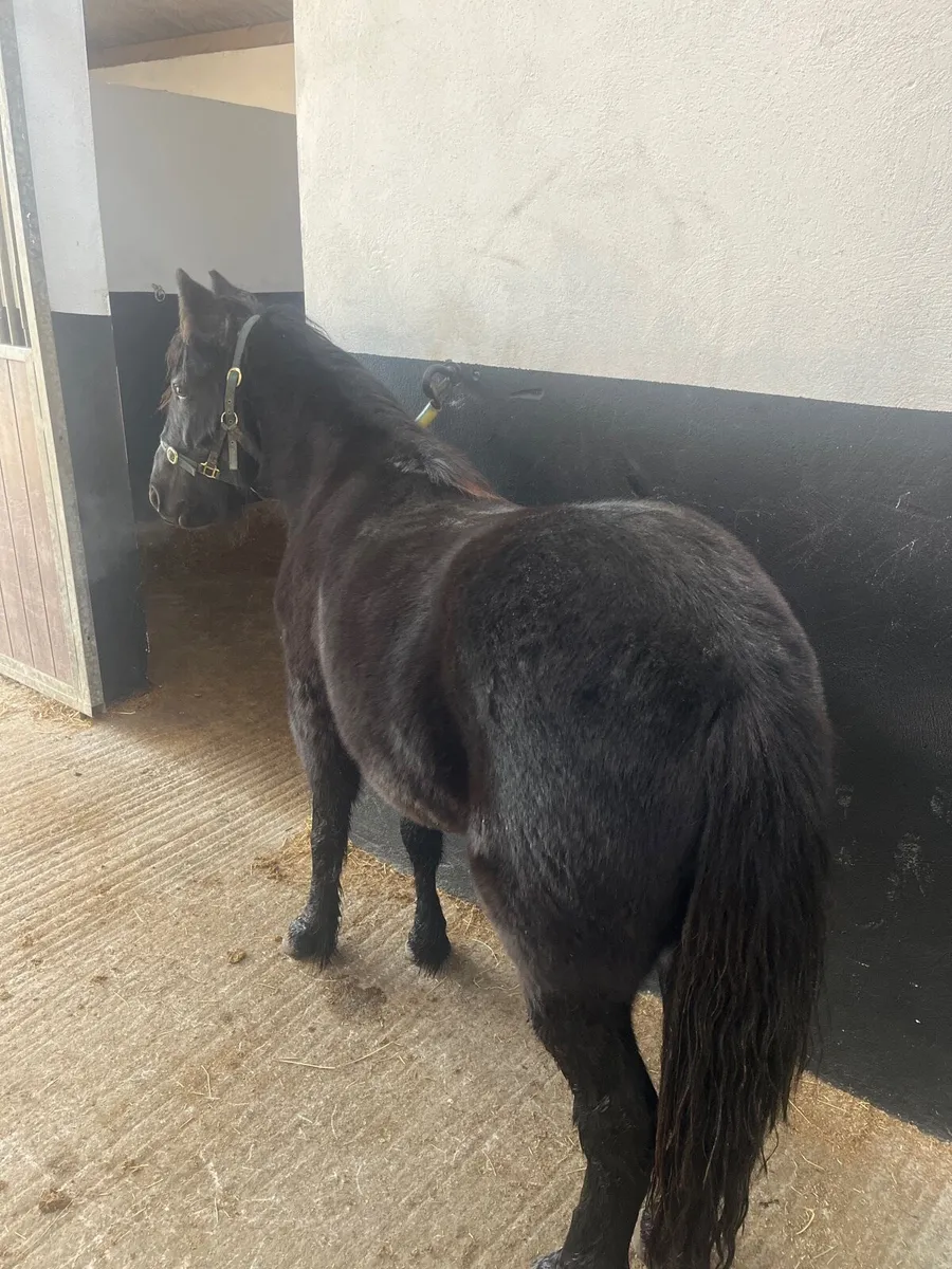 Black beauty - Image 3