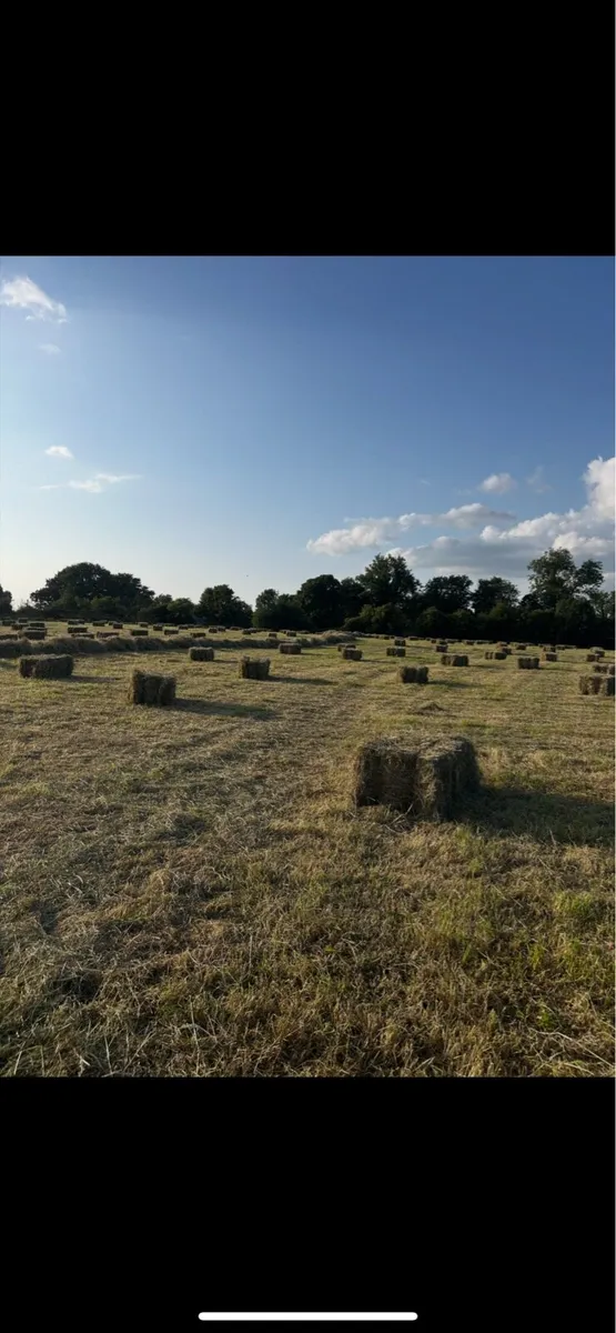 Hay Square Bales - Image 2