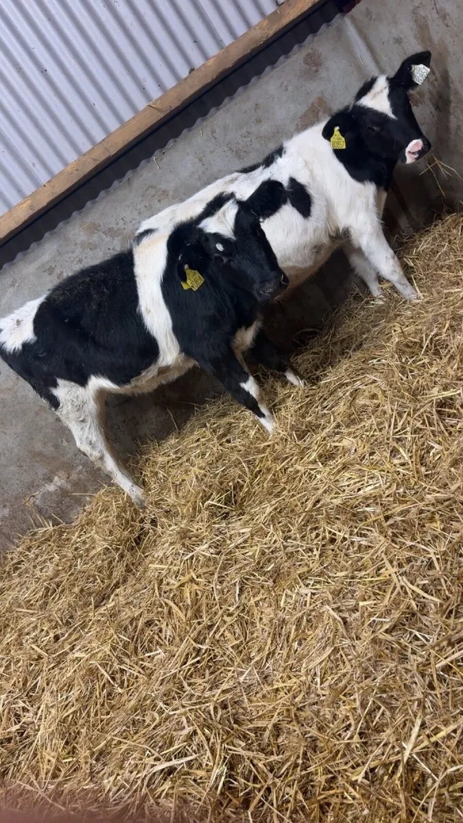 2 Friesian runners for sale - Image 3