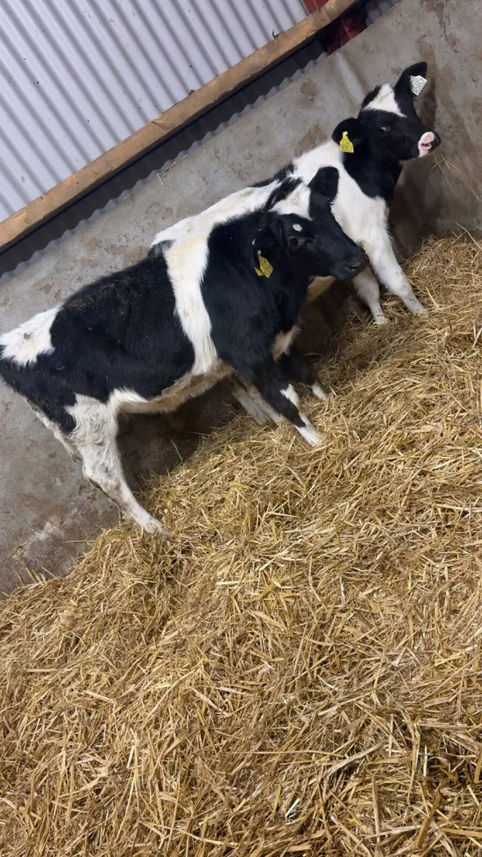 2 Friesian runners for sale - Image 4