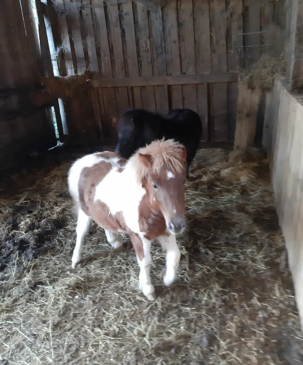 Foal - Image 2