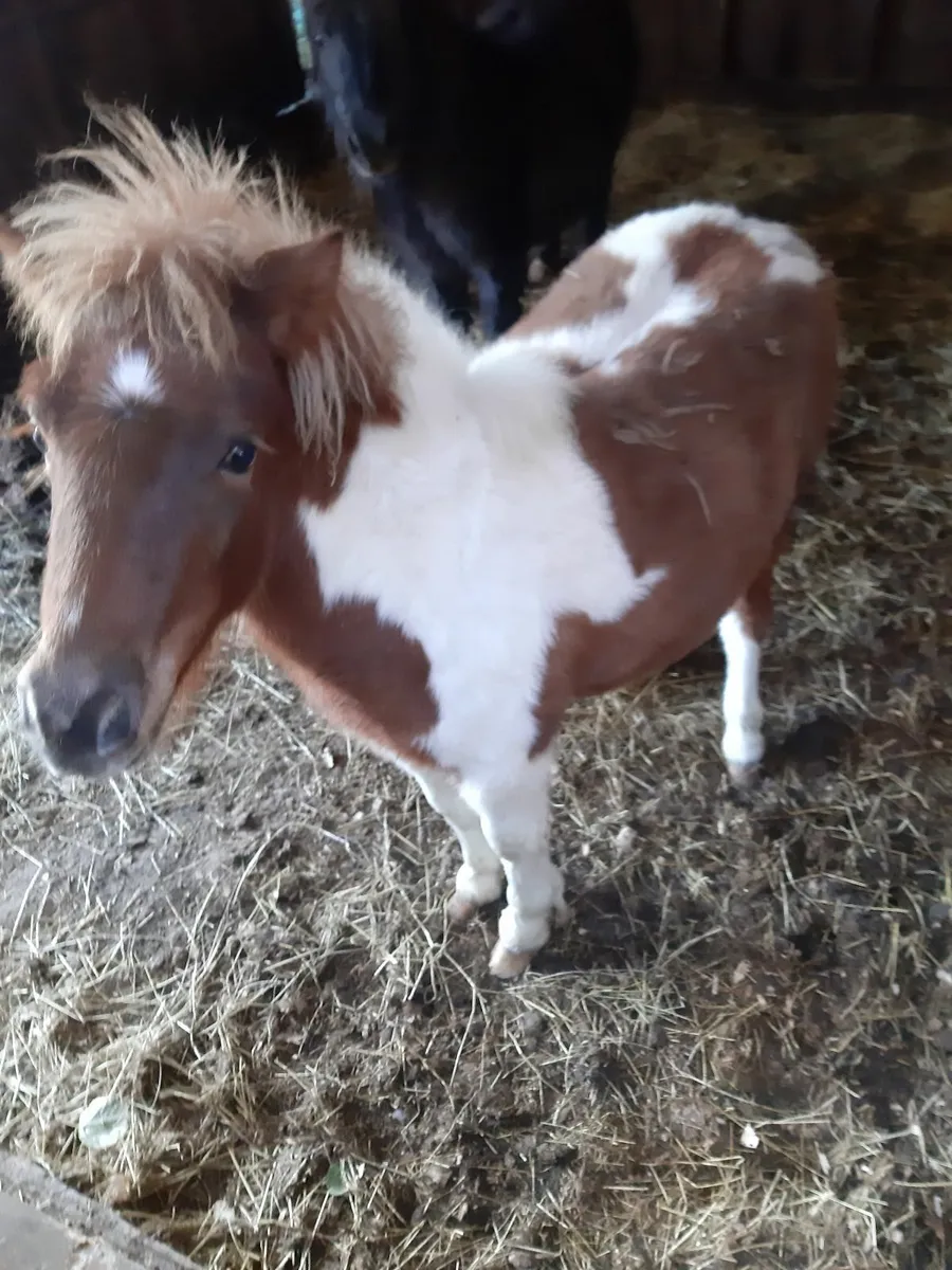 Foal - Image 3