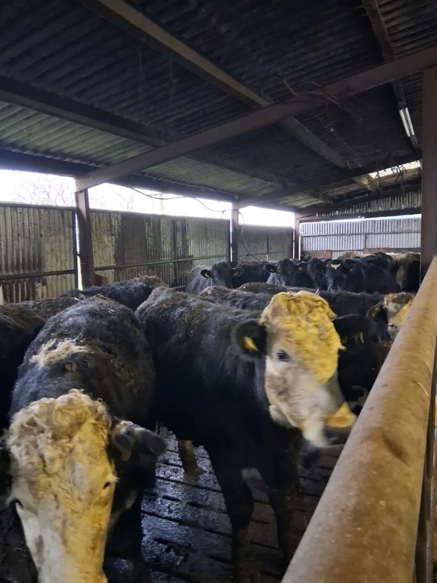 Special incalf suckler sale Macroom Mart 25th - Image 2