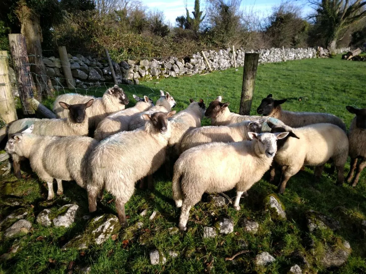 Store lambs - Image 1