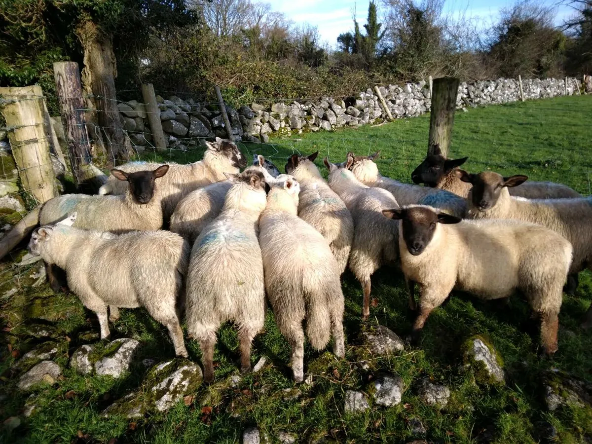 Store lambs - Image 2