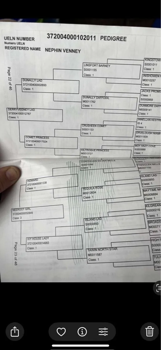 13.2 7 year old Connemara mare - Image 4