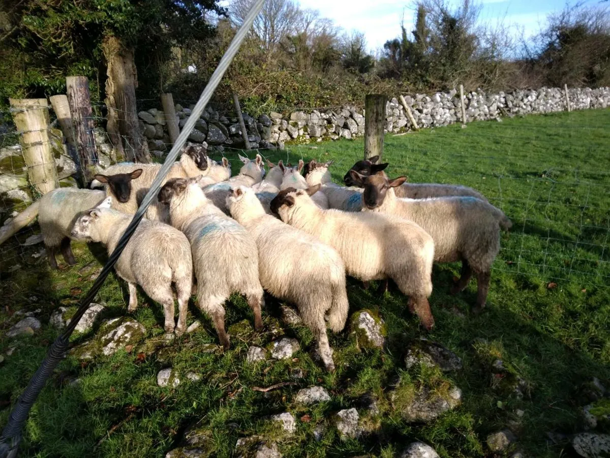 Store lambs - Image 3