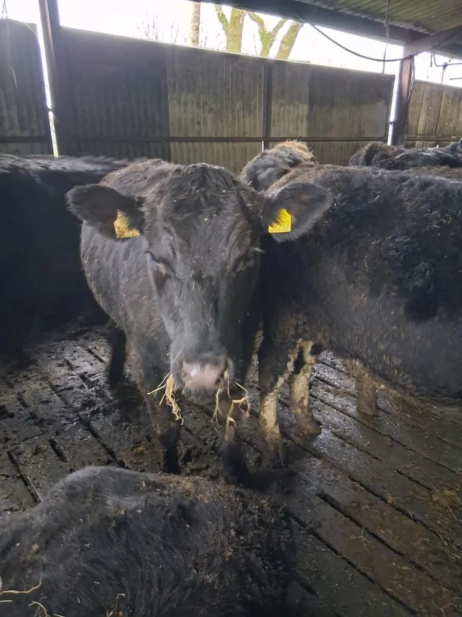 Special incalf suckler sale Macroom Mart 25th - Image 3