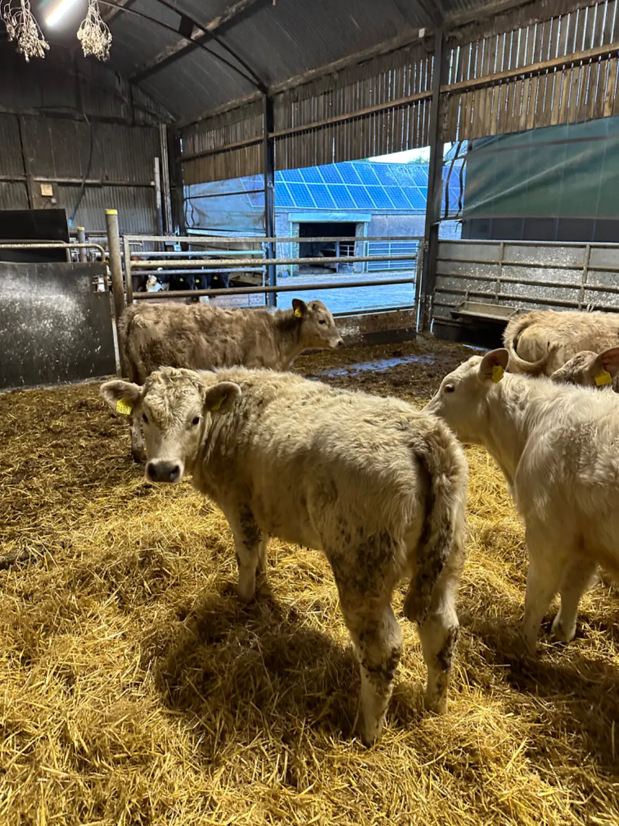 Charolais heifers - Image 4