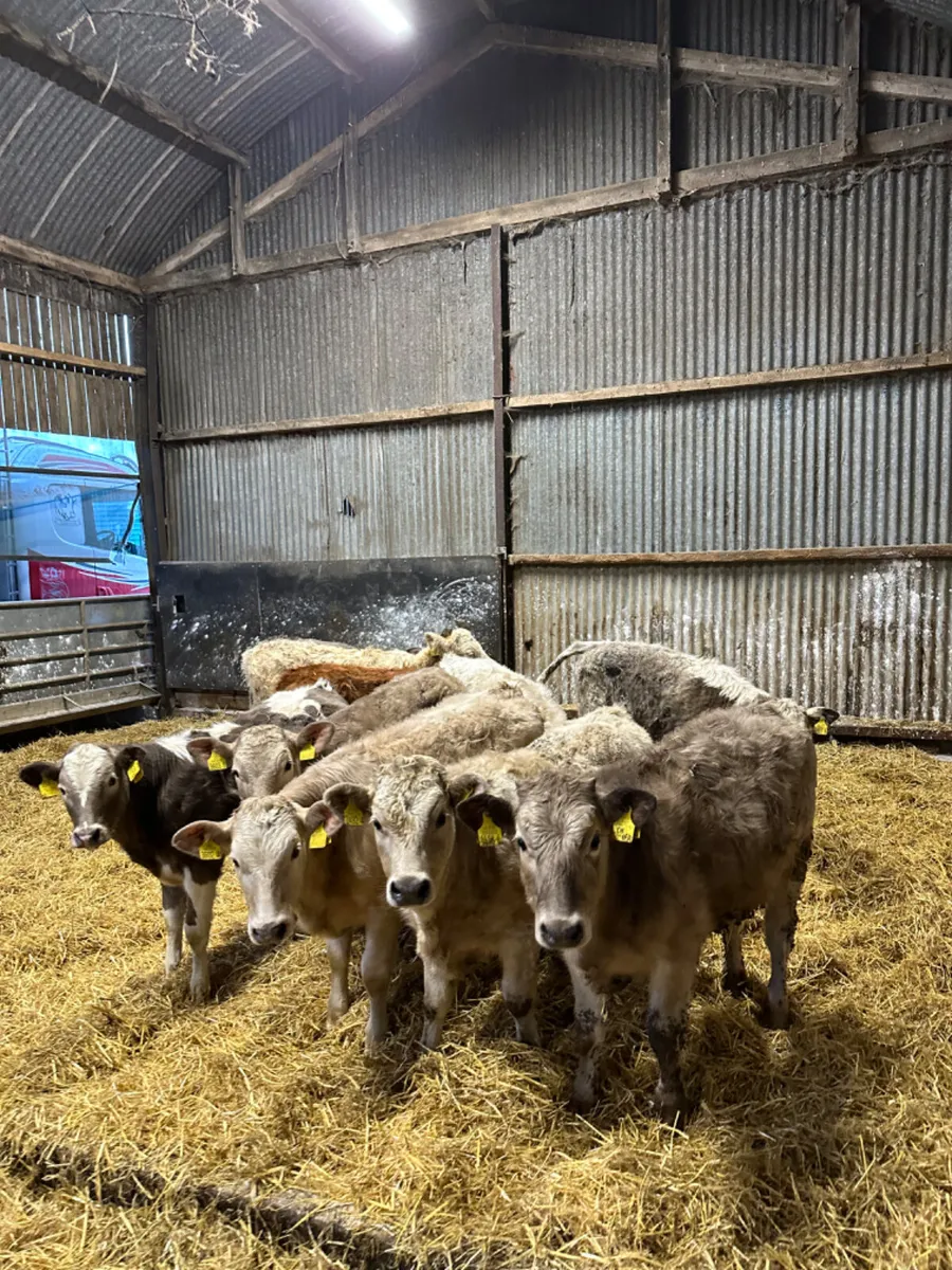 Charolais heifers - Image 3
