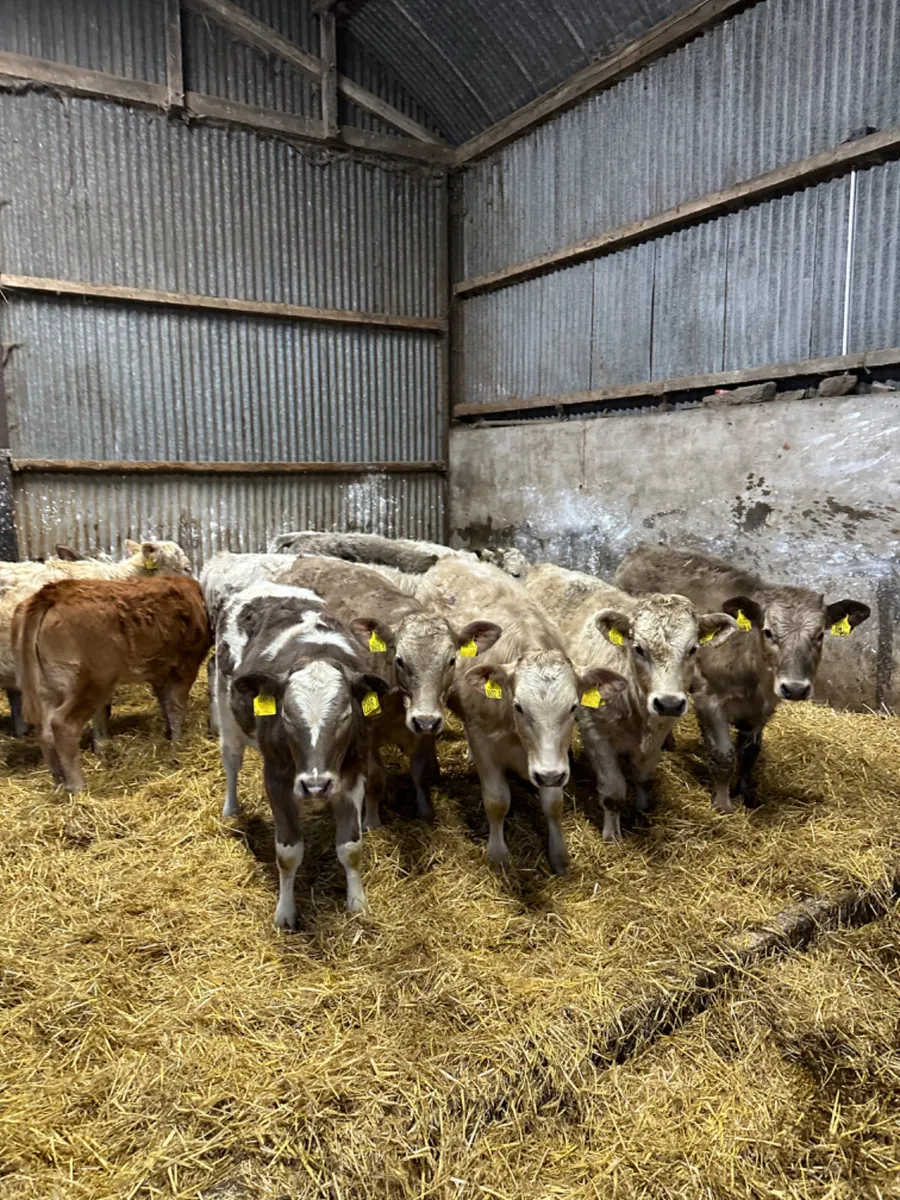 Charolais heifers - Image 1