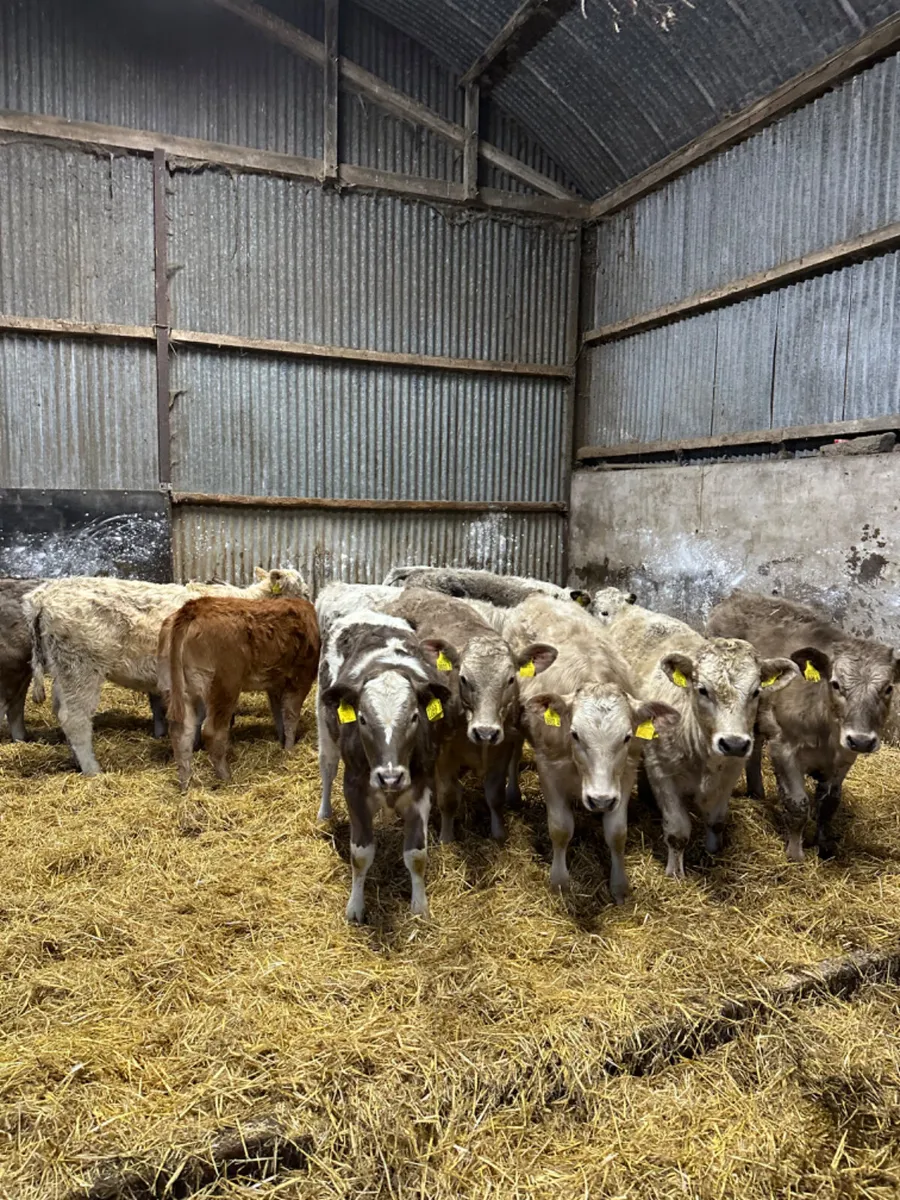 Charolais heifers - Image 2