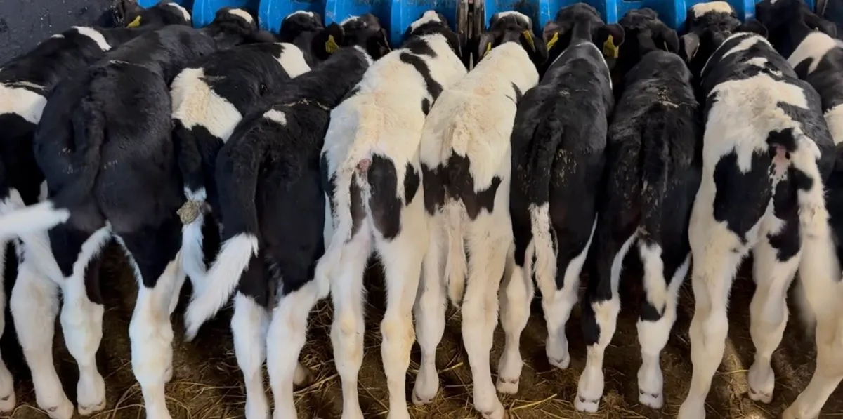 Large selection of Friesian bull calves available - Image 1