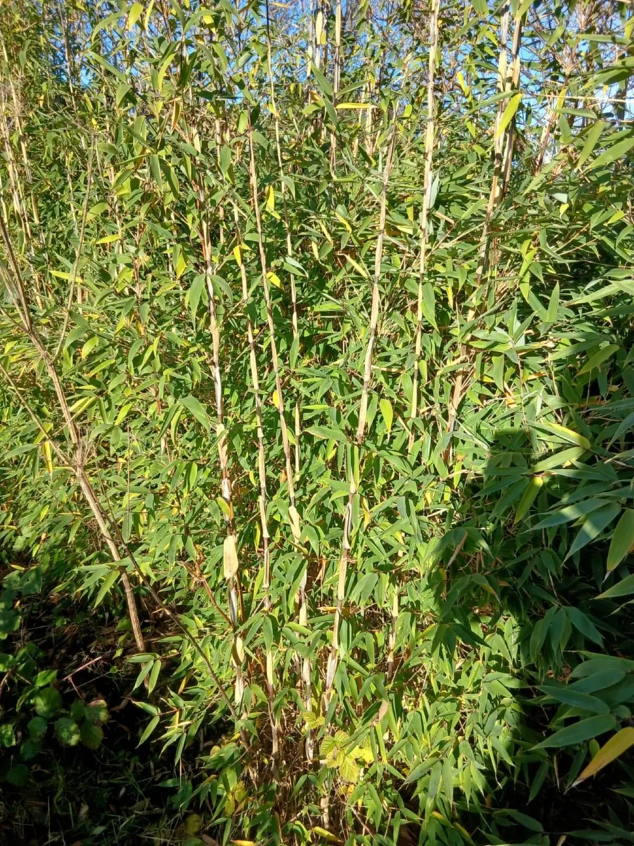 Clumping Bamboo €30 to €100 - Image 1