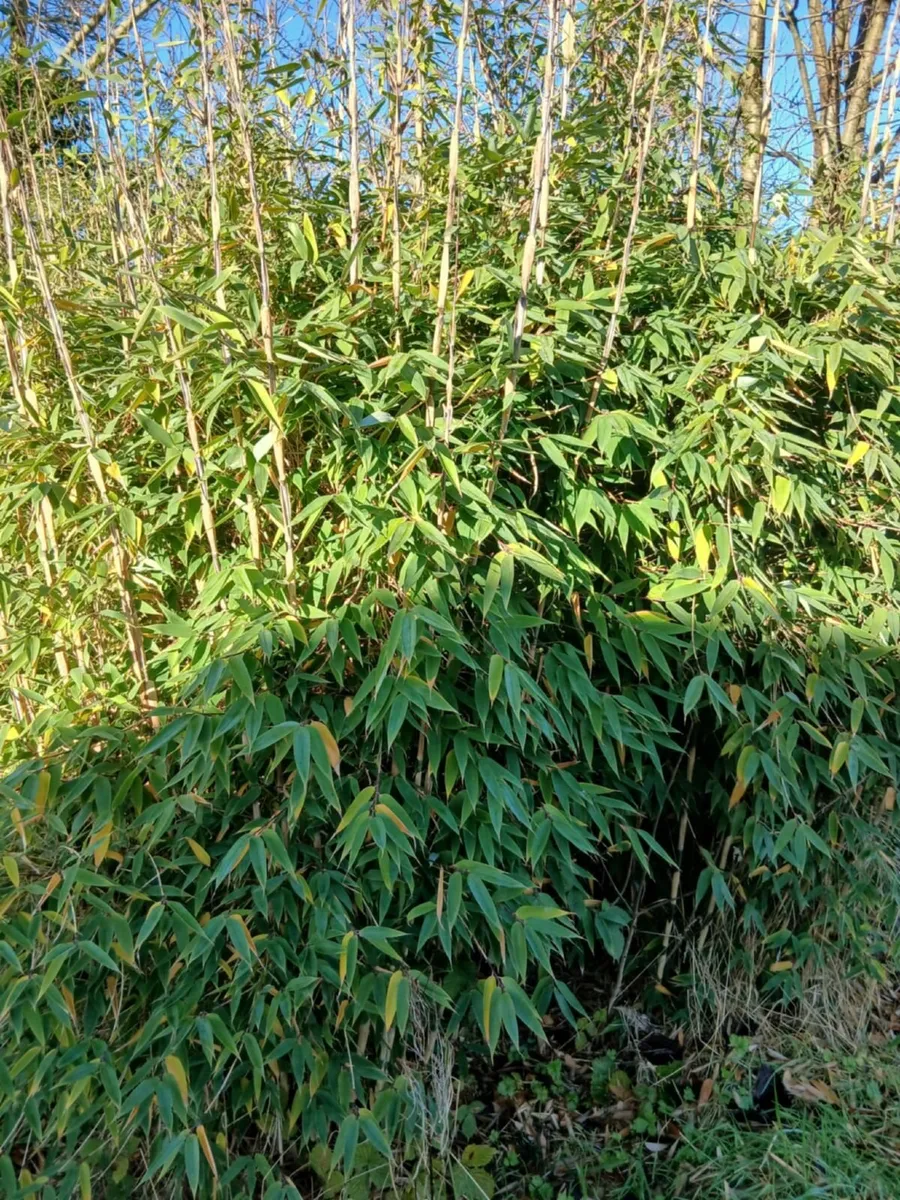 Clumping Bamboo €30 to €100 - Image 2