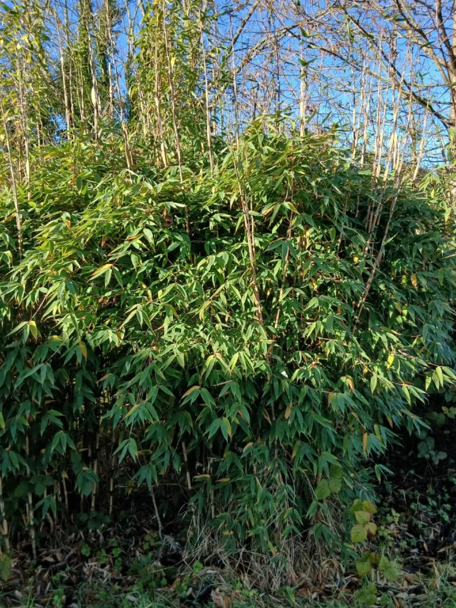 Clumping Bamboo €30 to €100 - Image 3