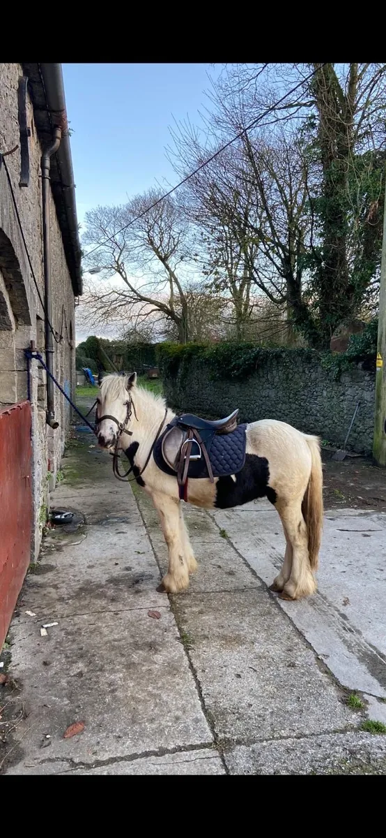 Riding pony - Image 1