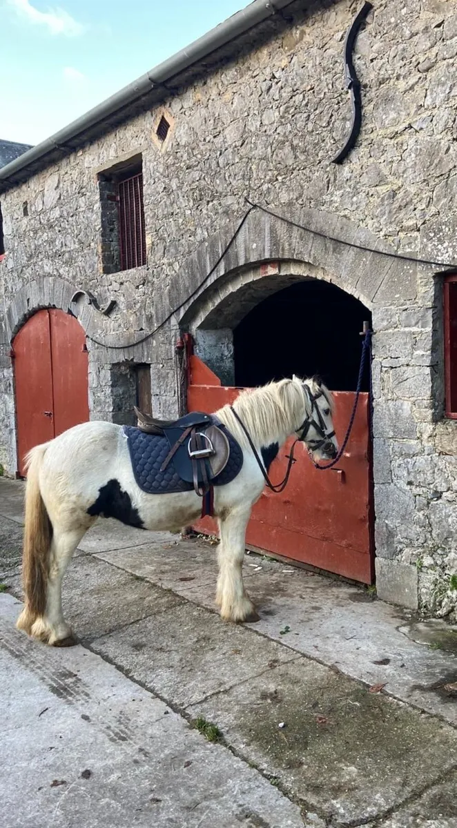 Riding pony - Image 2