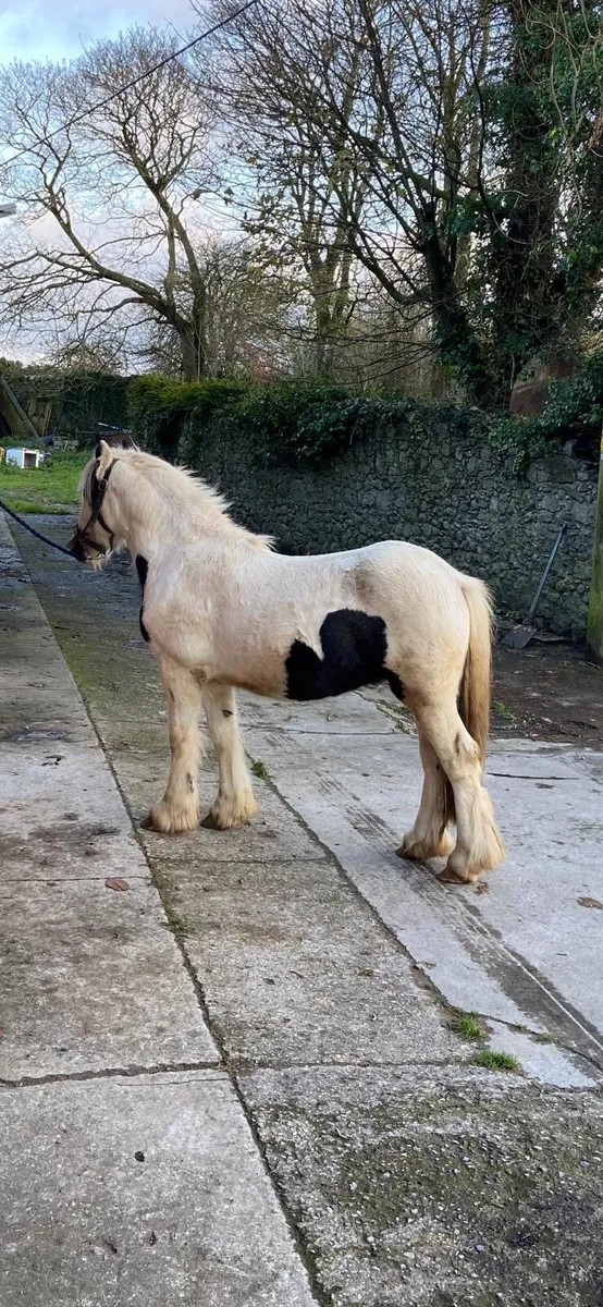 Riding pony - Image 3