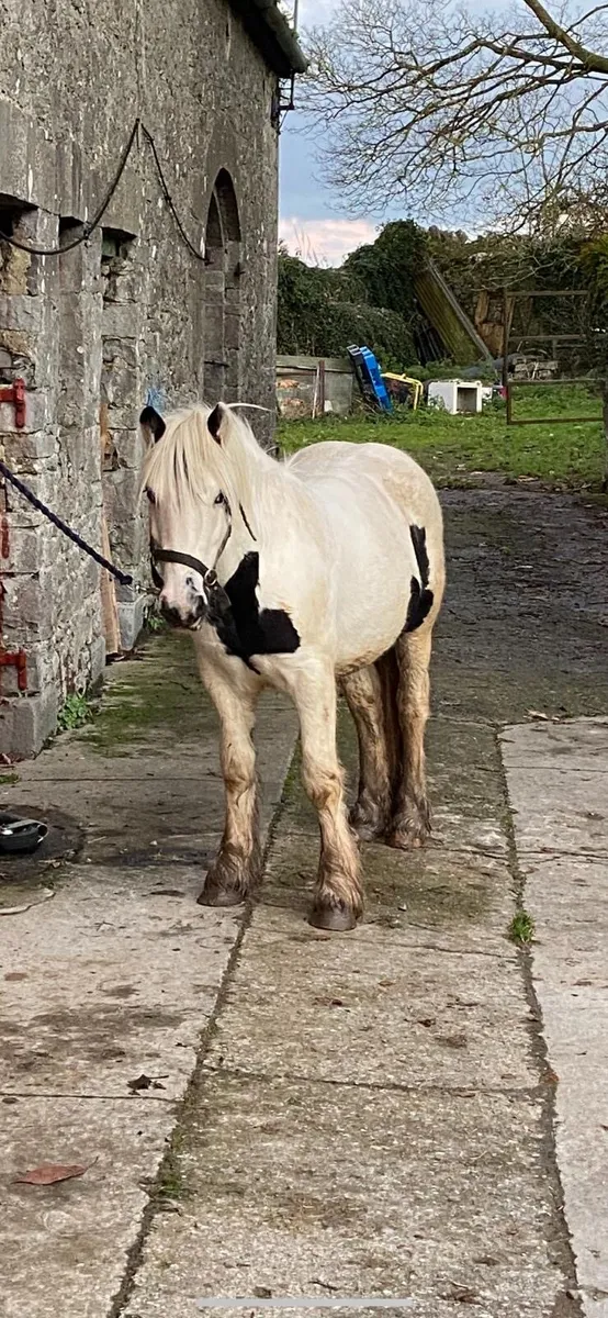 Riding pony - Image 4