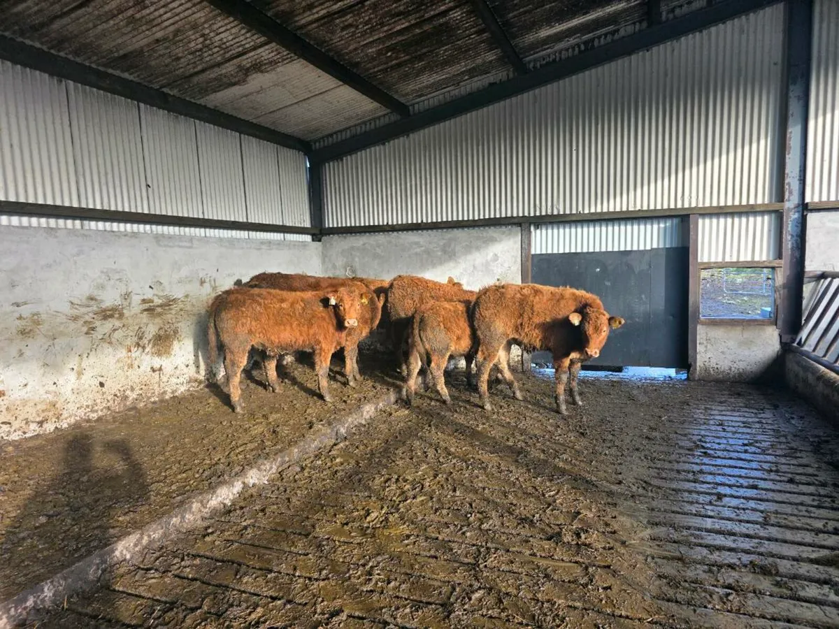 6 weanlings( 3Bullocks 3 heifers) - Image 2