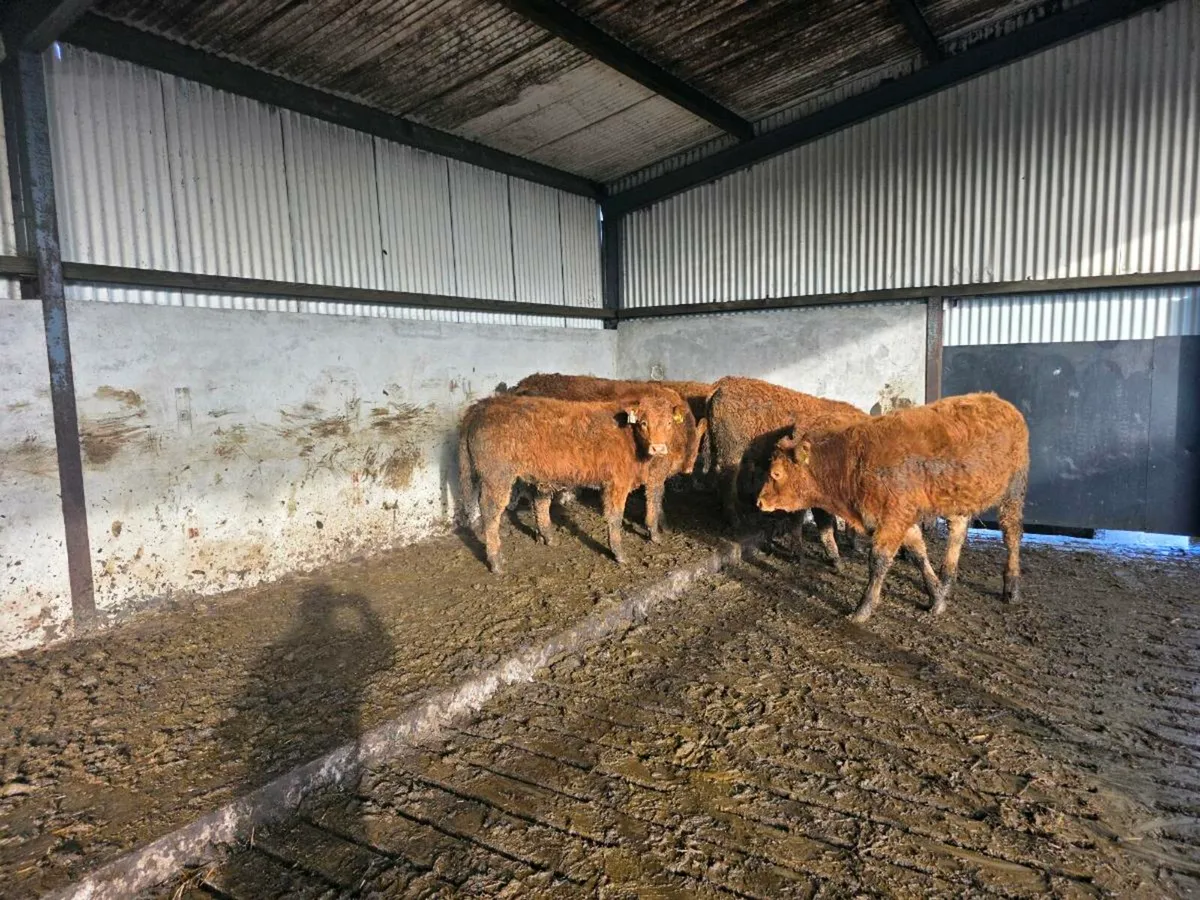 6 weanlings( 3Bullocks 3 heifers) - Image 3