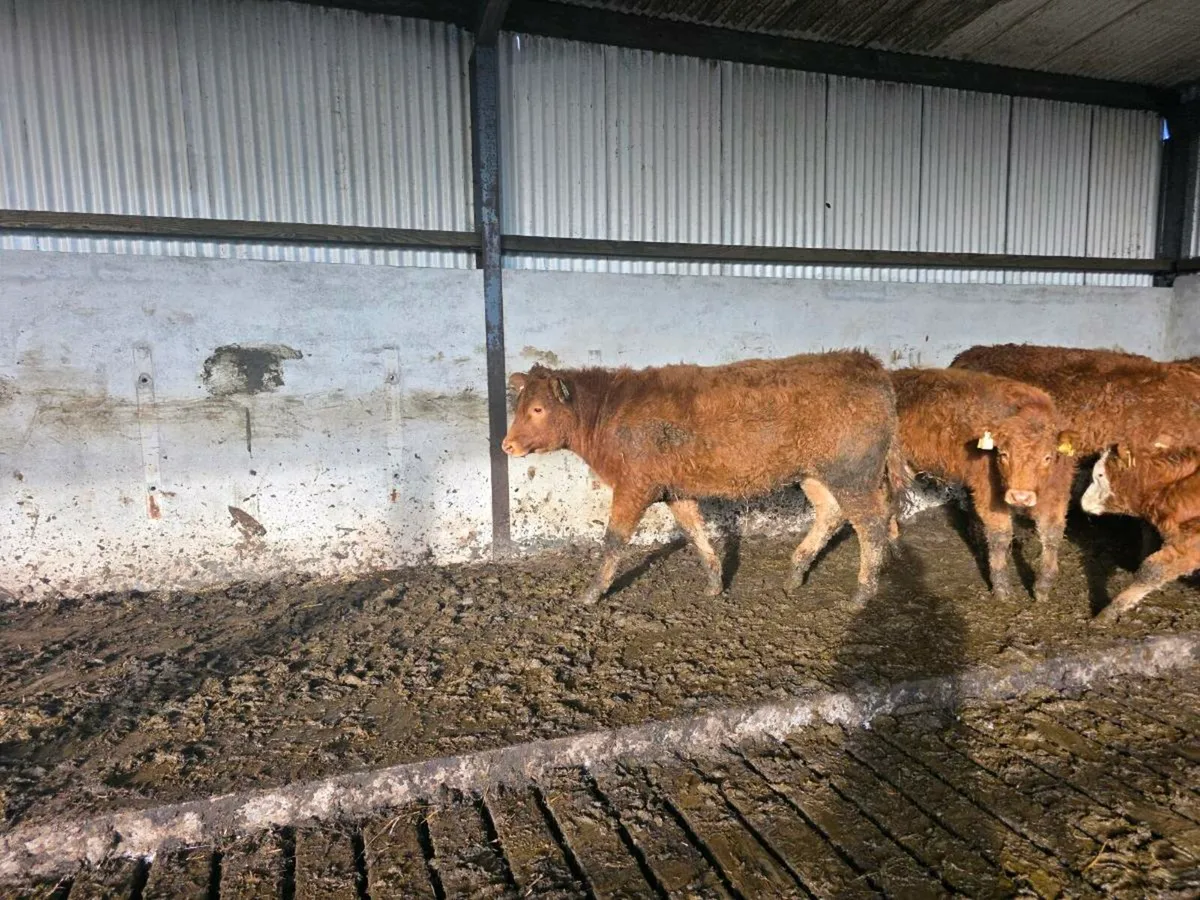 6 weanlings( 3Bullocks 3 heifers) - Image 4