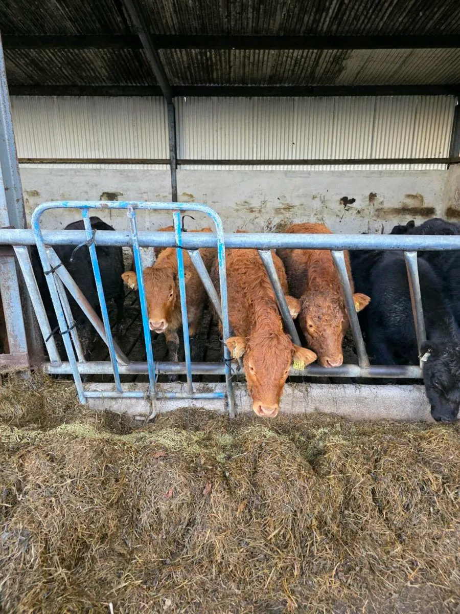 6 weanlings( 3Bullocks 3 heifers) - Image 1