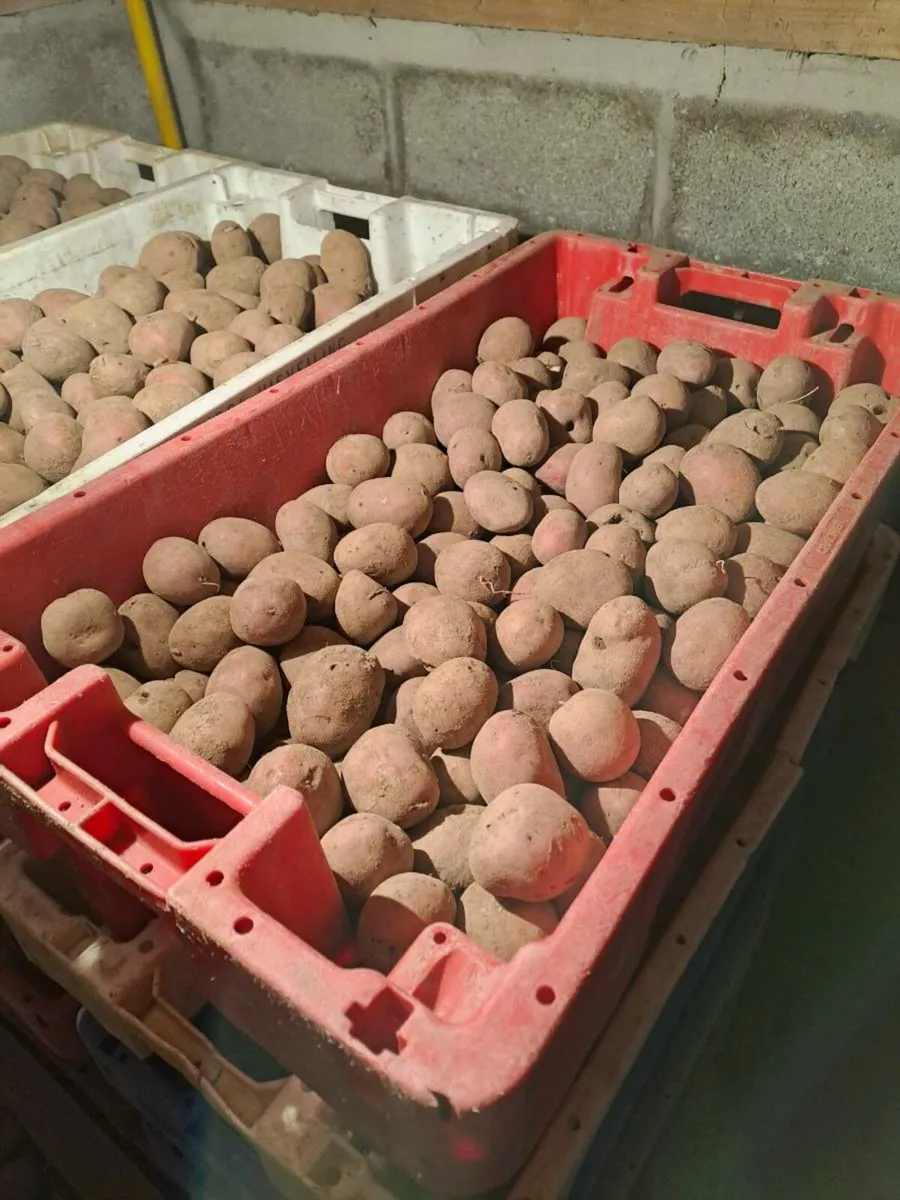 Roosters seed potatoes - Image 3