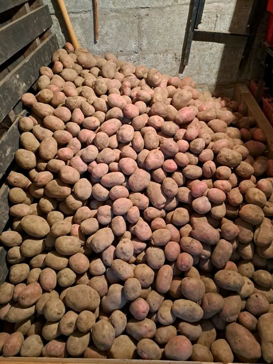 Roosters seed potatoes - Image 4