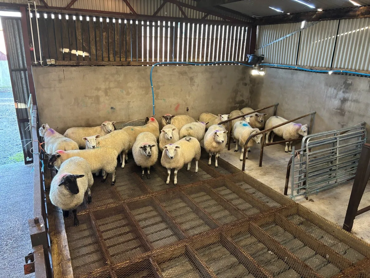 Outstanding Ewe Lambs - Image 1