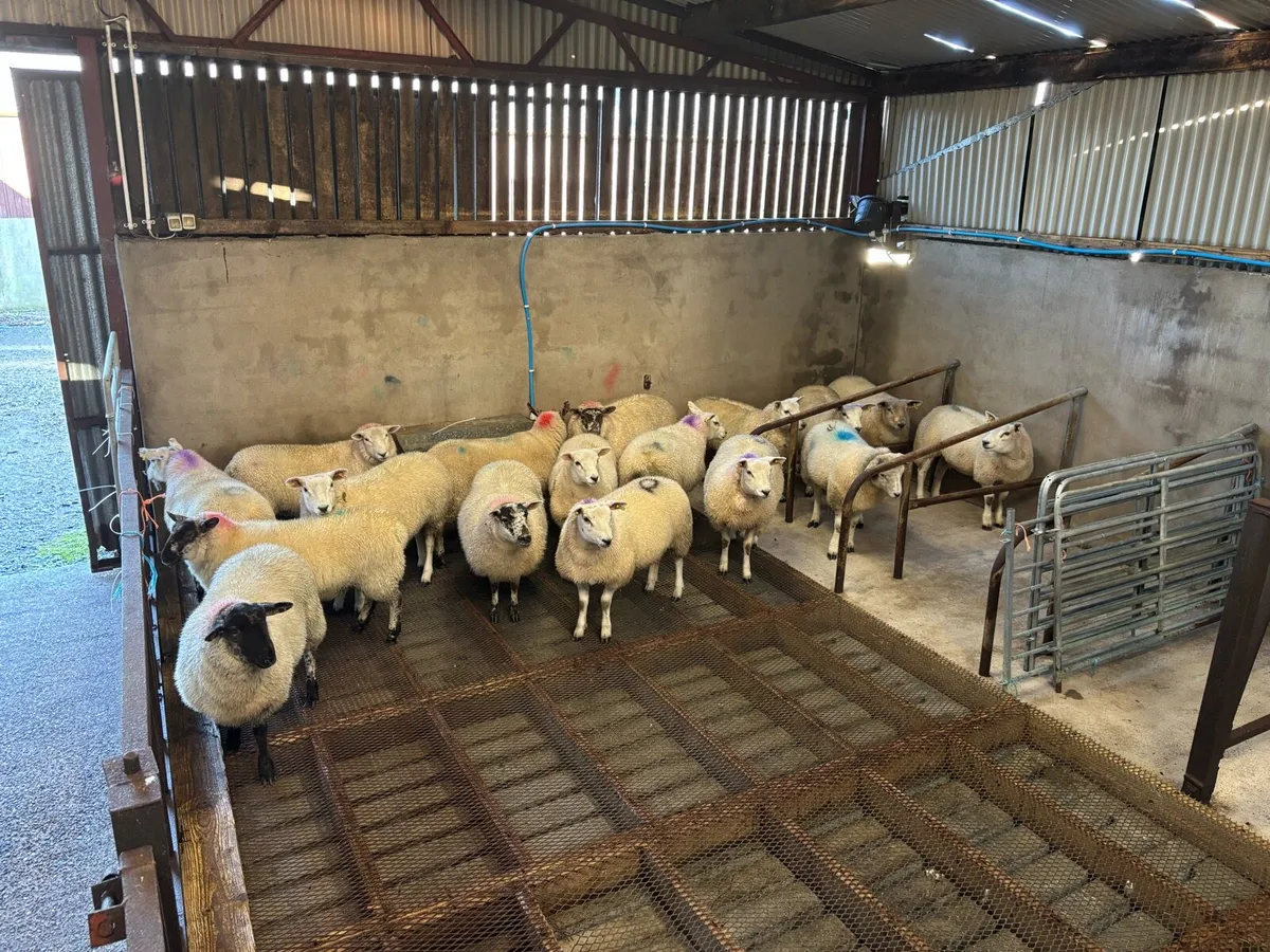 Outstanding Ewe Lambs - Image 2