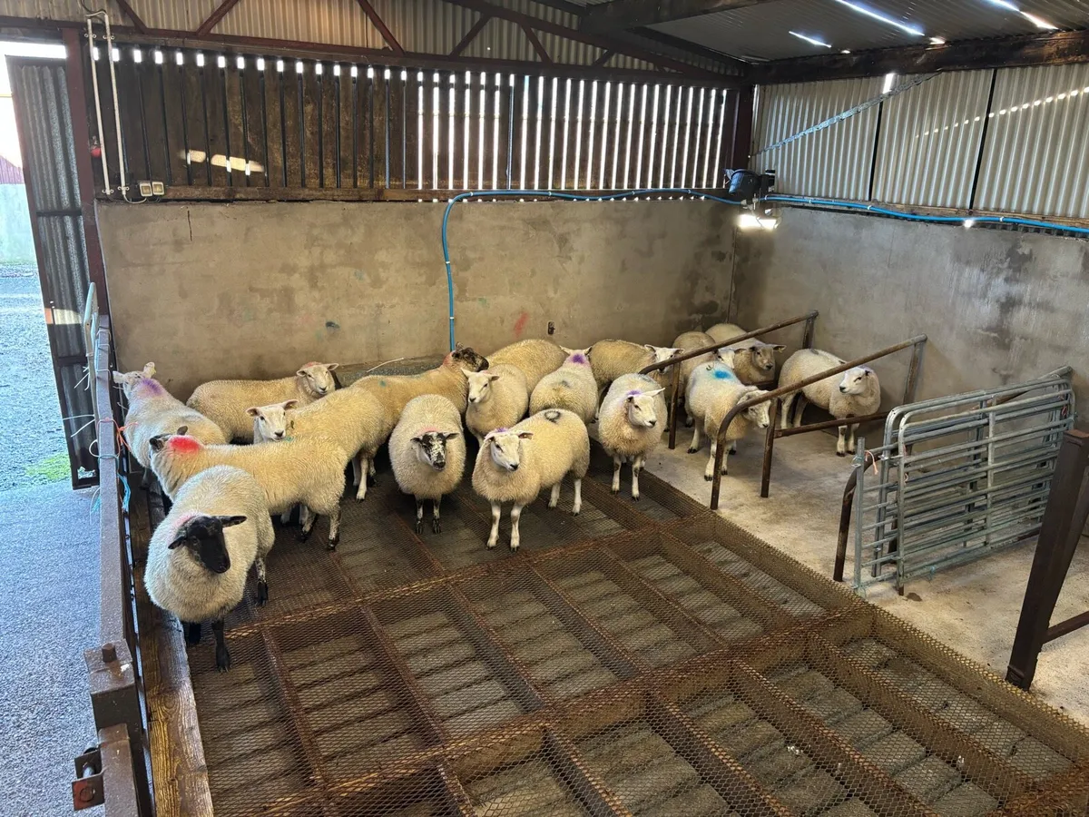 Outstanding Ewe Lambs - Image 3