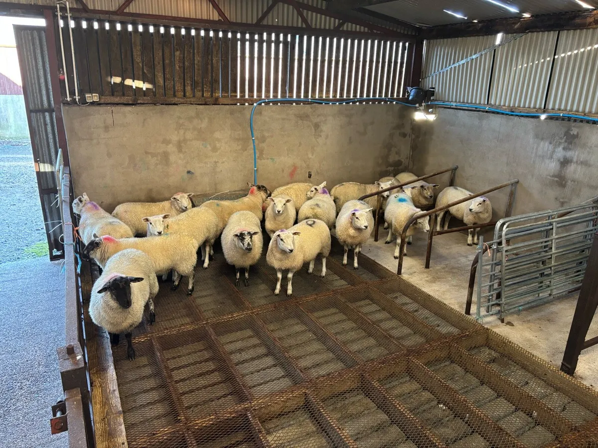 Outstanding Ewe Lambs - Image 4