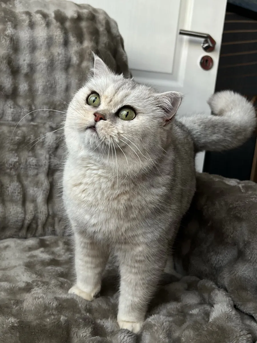 Amazing Chinchilla Silver Female Cat - Image 1