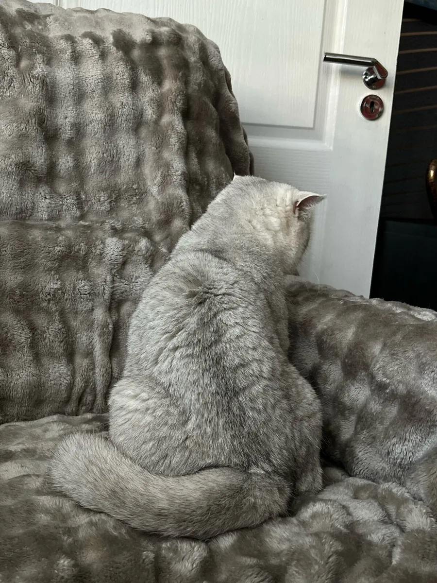 Amazing Chinchilla Silver Female Cat - Image 2