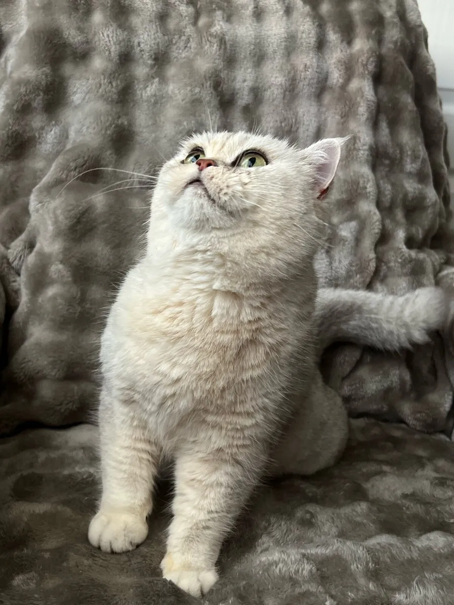 Amazing Chinchilla Silver Female Cat - Image 3
