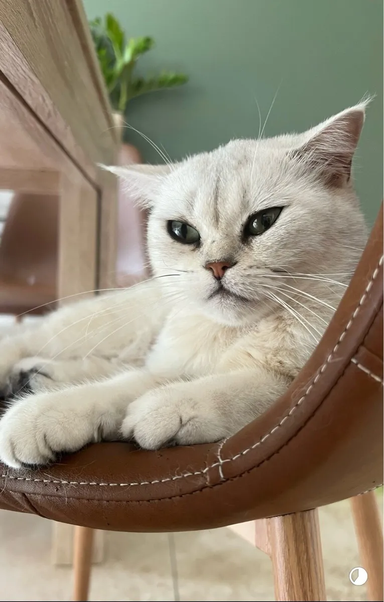 Amazing Chinchilla Silver Female Cat - Image 4
