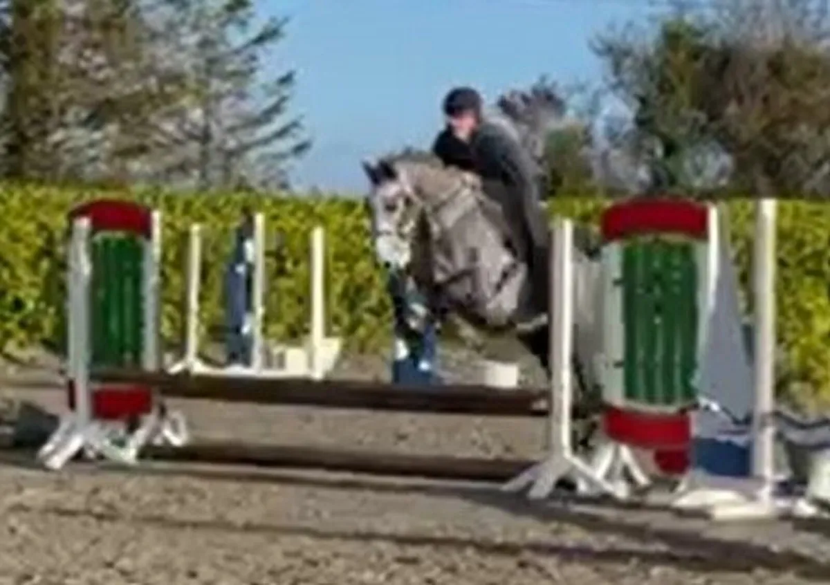 Lot. No.: 416 Connemara Pony Sales 29th of Nov - Image 1