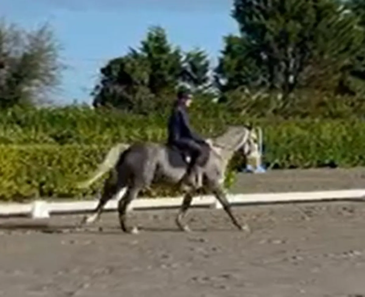 Lot. No.: 416 Connemara Pony Sales 29th of Nov - Image 3