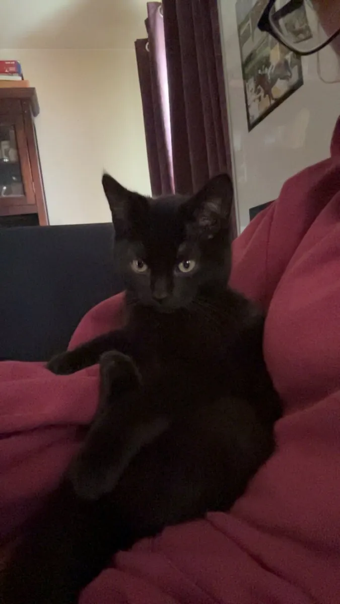 Kittens🐱 - Image 2