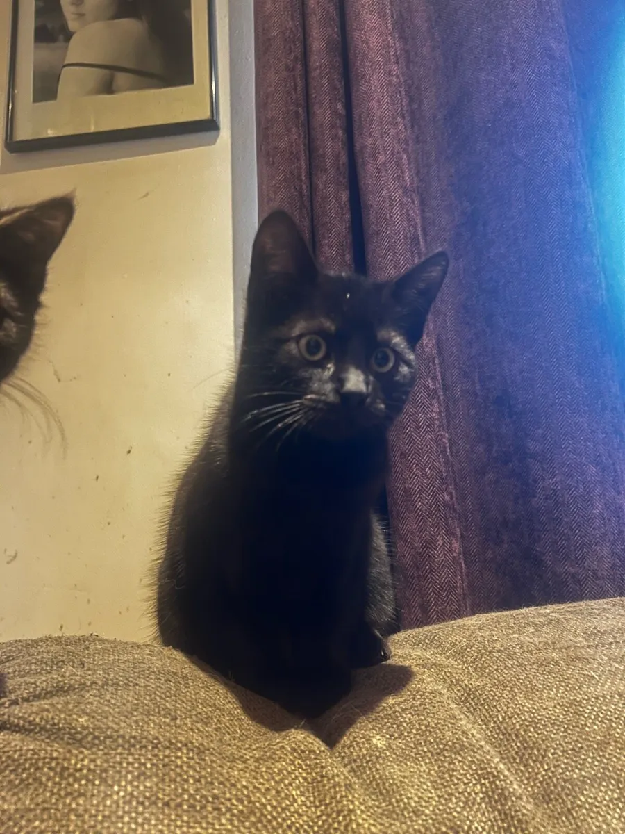 Kittens🐱 - Image 3